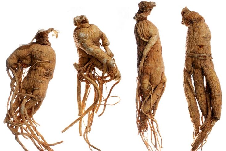 Akar ginseng untuk pembesaran zakar